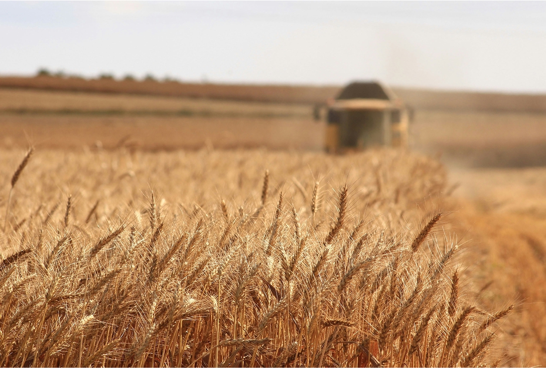 Wheat field with a combine harvester in the background.